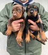 Doberman – piękne, zarejestrowane szczenięta na sprzedaż