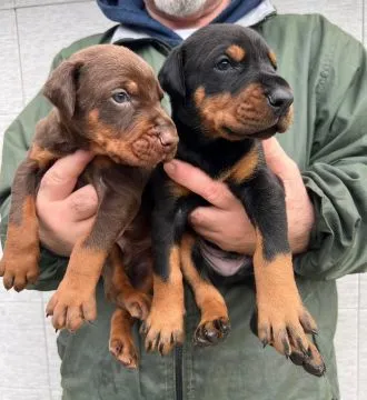 Doberman – piękne, zarejestrowane szczenięta na sprzedaż, Mazowieckie, Warszawa