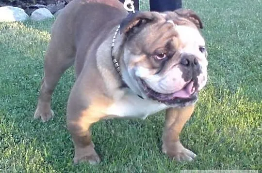 Buldog angielski reproduktor krycie