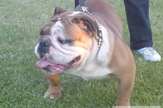 Buldog angielski reproduktor krycie