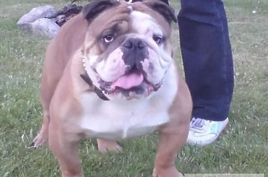 Buldog angielski reproduktor krycie