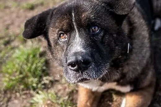 APE poznaj, pokochaj i adoptuj,  śląskie Katowice