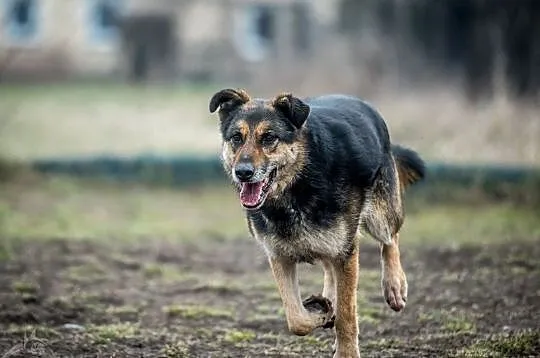 Leo - niezawodny na długich i krótkich dystansach, taki psi Zawisza:), Śląskie, Gliwice