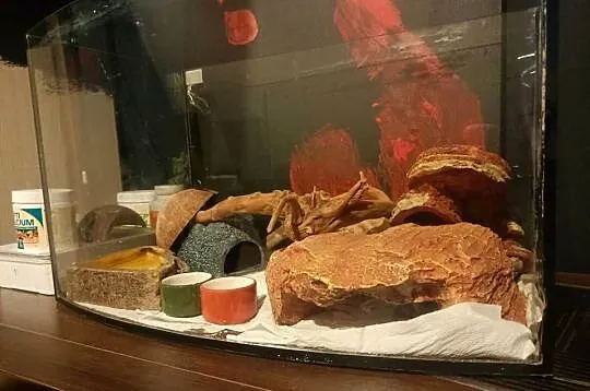 Jaszczurki duży zestaw !, Małopolskie, Niedźwiedź