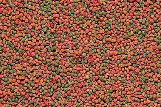 Versele-Laga NutriBird B14 papużki faliste 4x1kg, Śląskie, Gaszowice