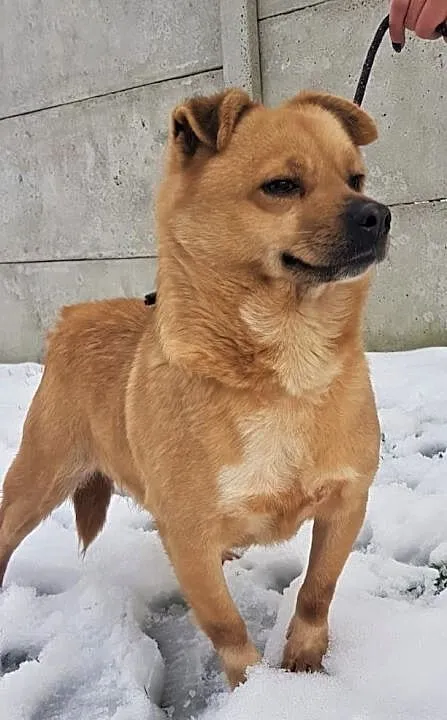 LUKAS - biedny, nigdy nie kochany, marnieje za kratami. ADOPTUJ!, Mazowieckie, Warszawa
