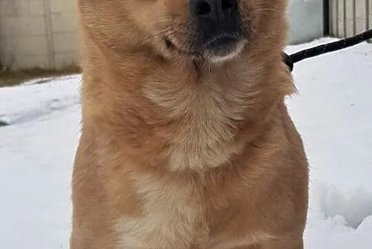 LUKAS - biedny, nigdy nie kochany, marnieje za kratami. ADOPTUJ!, Mazowieckie, Warszawa