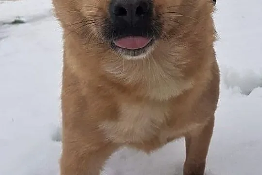 LUKAS - biedny, nigdy nie kochany, marnieje za kratami. ADOPTUJ!, Mazowieckie, Warszawa