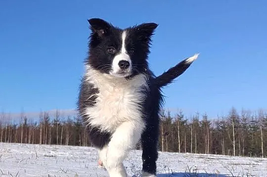 Rasowa suczka BORDER COLLIE z Hodowli, z pełną dok. Rodzice z rod. FCI