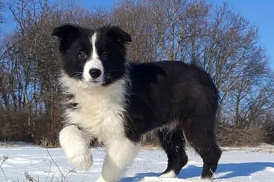 Rasowa suczka BORDER COLLIE z Hodowli, z pełną dok. Rodzice z rod. FCI, Podkarpackie, Iwonicz
