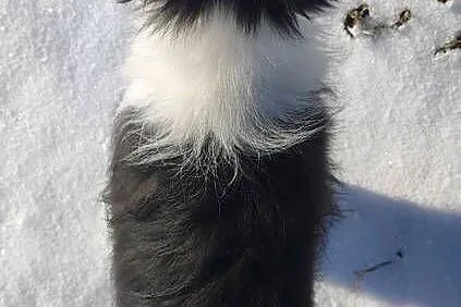 Rasowa suczka BORDER COLLIE z Hodowli, z pełną dok. Rodzice z rod. FCI, Podkarpackie, Iwonicz