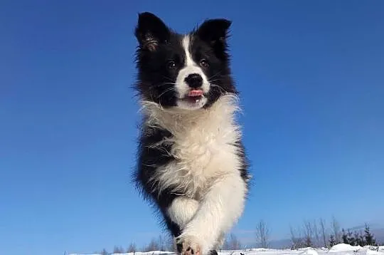 Rasowa suczka BORDER COLLIE z Hodowli, z pełną dok. Rodzice z rod. FCI, Podkarpackie, Iwonicz