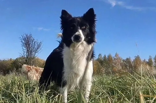 Rasowa suczka BORDER COLLIE z Hodowli, z pełną dok. Rodzice z rod. FCI, Podkarpackie, Iwonicz