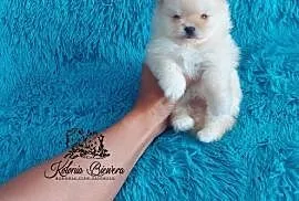 Piesek Pomeranian Cream malutkich rozmiarów typ mi, Sędziejowice