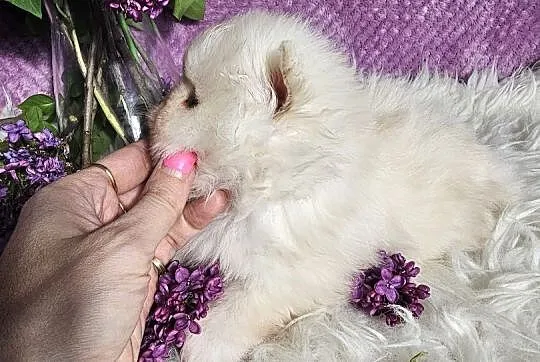 Piesek Pomeranian Cream malutkich rozmiarów typ mi, Sędziejowice