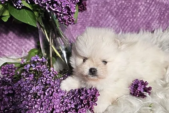 Piesek Pomeranian Cream malutkich rozmiarów typ mi, Sędziejowice