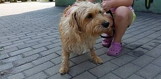 Klara prześliczna sunia szuka domku! pomóżmy jej,
