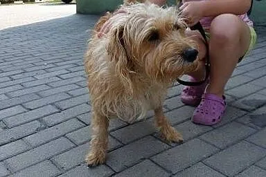 Klara prześliczna sunia szuka domku! pomóżmy jej, śląskie Katowice