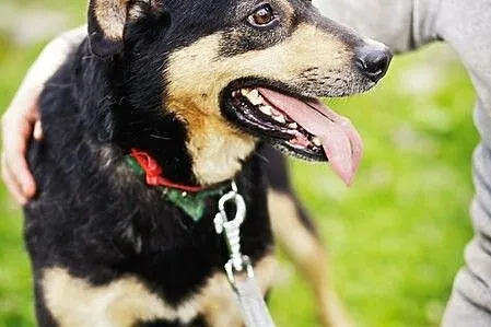 Wila - dla fajnej rodzinki :)