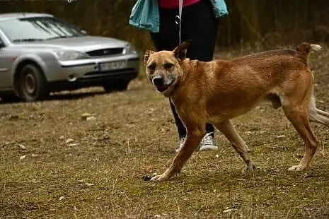 Alfi - starszy piesek czeka na wybawienie ze schro