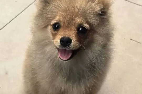 Pomeranian suczka szpic miniaturowy zkwp FCI