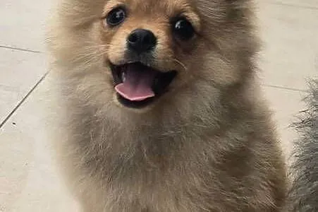Pomeranian suczka szpic miniaturowy zkwp FCI, Łódzkie, Piątkowisko