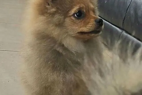 Pomeranian suczka szpic miniaturowy zkwp FCI, Łódzkie, Piątkowisko