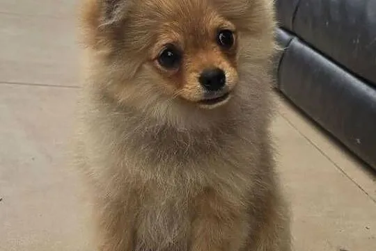 Pomeranian suczka szpic miniaturowy zkwp FCI, Łódzkie, Piątkowisko
