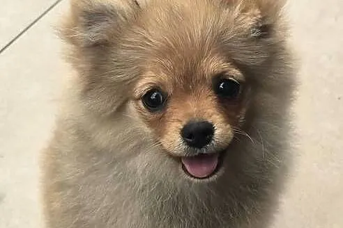Pomeranian suczka szpic miniaturowy zkwp FCI, Łódzkie, Piątkowisko