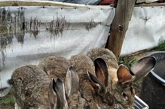 Sprzedam młode króle.., Mazowieckie, Przeradz Wielki
