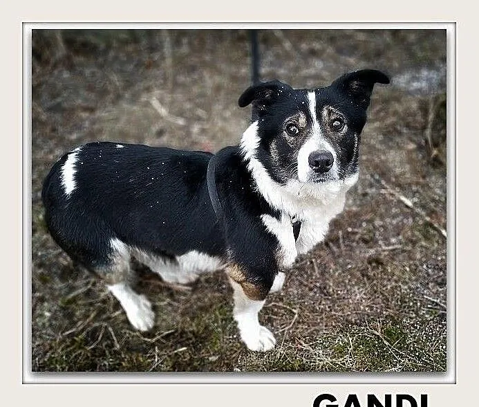 GANDI,mały,łagodny,szczepiony piesek.ADOPCJA, Mazowieckie, Warszawa