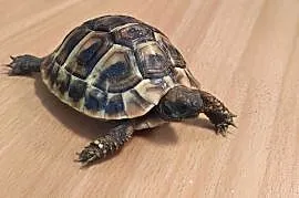 Żółw grecki mały