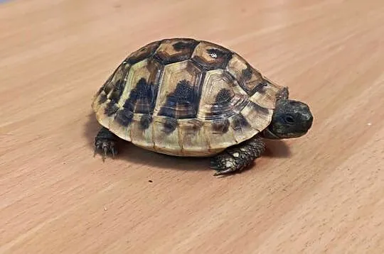 Żółw grecki mały, Dolnośląskie, Oława