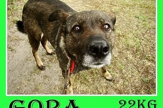22kg stróżująca,średnia,wierna,czujna suka GORA.Adopcja,  śląskie Katowice