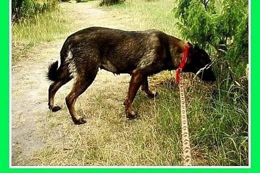 22kg stróżująca,średnia,wierna,czujna suka GORA.Ad