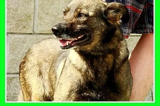 22kg stróżująca,średnia,wierna,czujna suka GORA.Ad
