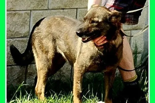 22kg stróżująca,średnia,wierna,czujna suka GORA.Ad