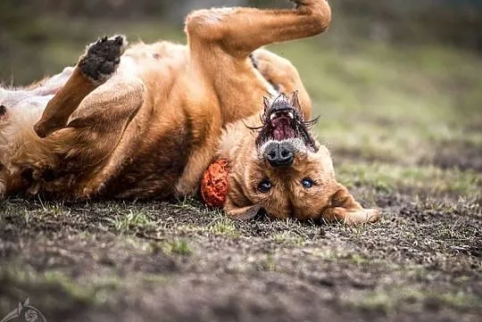 LEJLA - towarzyska i radosna suczka do adopcji, Małopolskie, Kraków