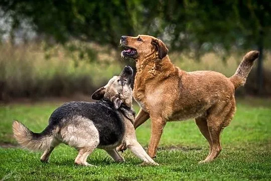 LEJLA - towarzyska i radosna suczka do adopcji, Małopolskie, Kraków