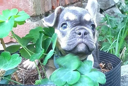 Buldog francuski piekne suczki, Łódzkie, Pabianice