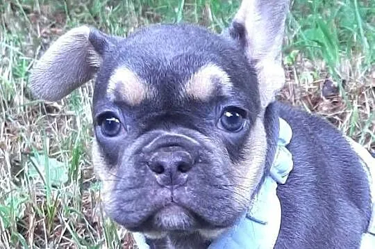 Buldog francuski piekne suczki, Łódzkie, Pabianice