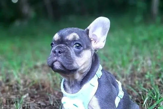 Buldog francuski piekne suczki, Łódzkie, Pabianice