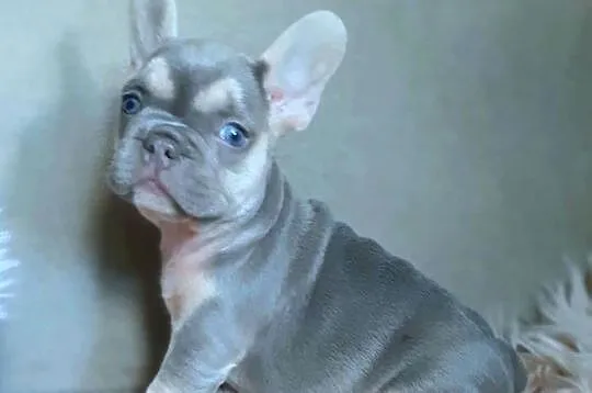 Buldog francuski piekne suczki, Łódzkie, Pabianice