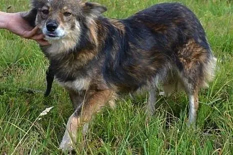 Tosia, Tosieńka tak bardzo potrzebuje domu,  dolno
