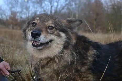 Tosia, Tosieńka tak bardzo potrzebuje domu,  dolno