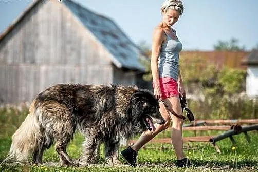 Aslan - w jego spojrzeniu można utonąć:),  mazowie