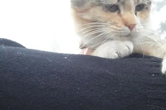 Bossa Nova-rudo-szara koteczka do -adopcji