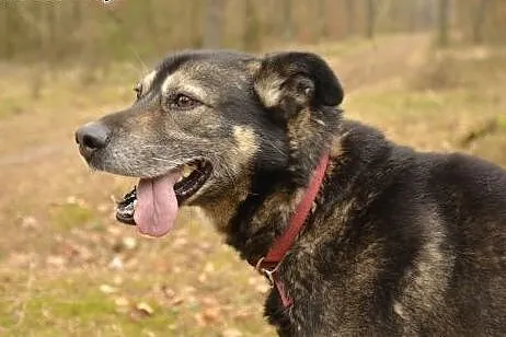 Muniek - już 3 lata w schronisku ... zdąży do domu