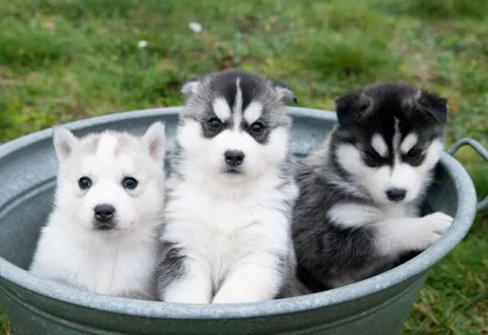 szczenieta husky   Husky   Szczenieta Siberian Husky, , Wrocławice