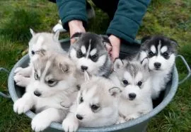 szczenieta husky   Husky   Szczenieta Siberian Husky